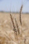 immature wheat