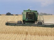 California wheat grower