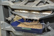 Wheat being put through the dockage machine.