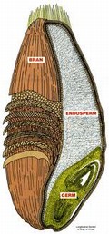 a kernel of wheat diagram