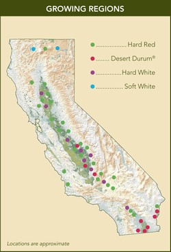 California map showing classes of wheat grown in the state