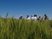 harvester harvesting wheat