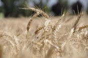 wheat field