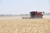 California wheat harvest